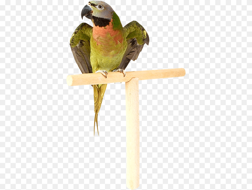 Parrot, Animal, Bird, Parakeet Png Image