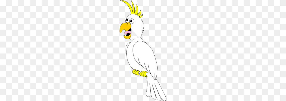 Parrot Animal, Bird, Cockatoo, Beak Free Png