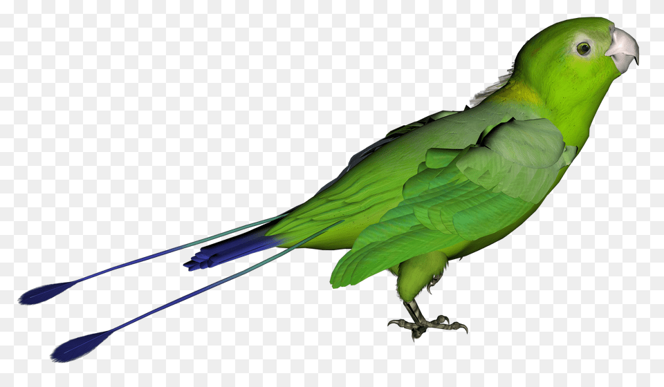 Parrot, Animal, Bird, Parakeet Free Png