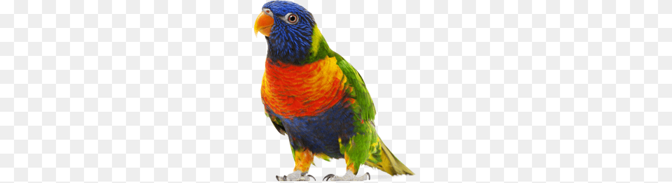 Parrot, Animal, Bird, Parakeet Free Png