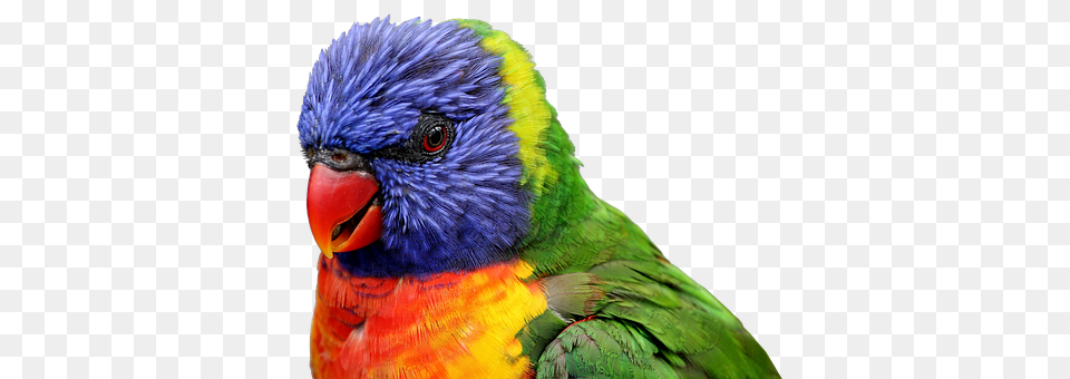 Parrot Animal, Bird, Beak, Macaw Png