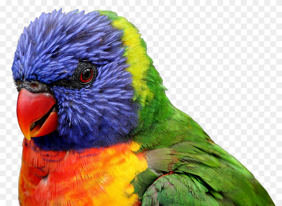 Parrot Animal, Bird, Macaw, Parakeet Free Png Download