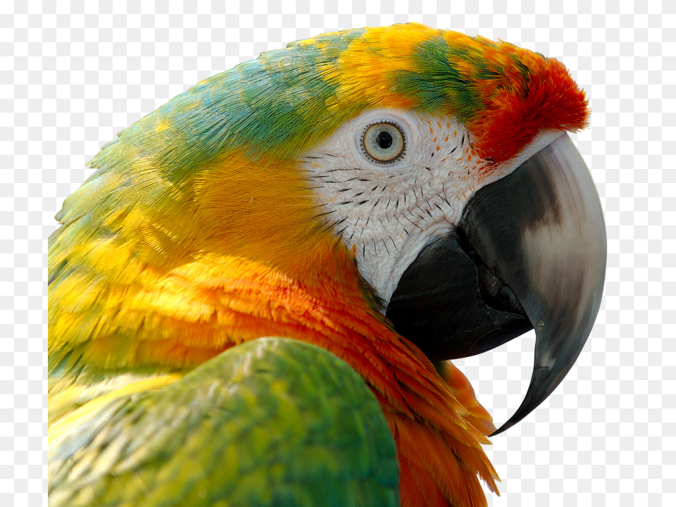 Parrot Animal, Bird, Macaw Free Png