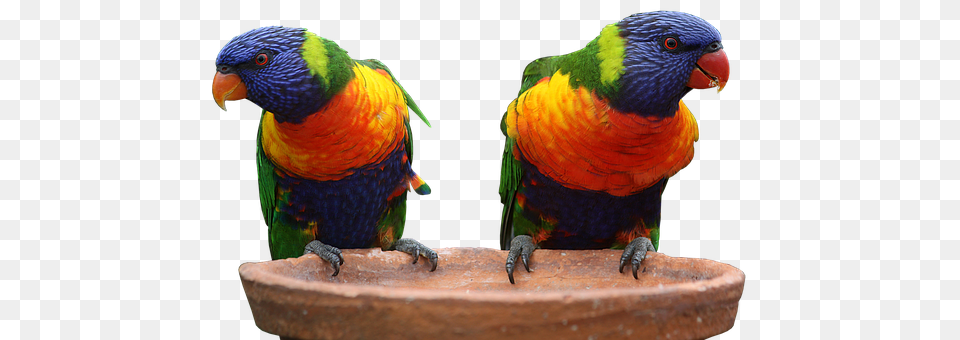 Parrot Animal, Beak, Bird Free Transparent Png