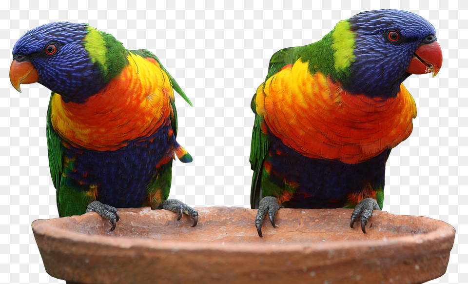 Parrot Animal, Beak, Bird, Lizard Free Transparent Png