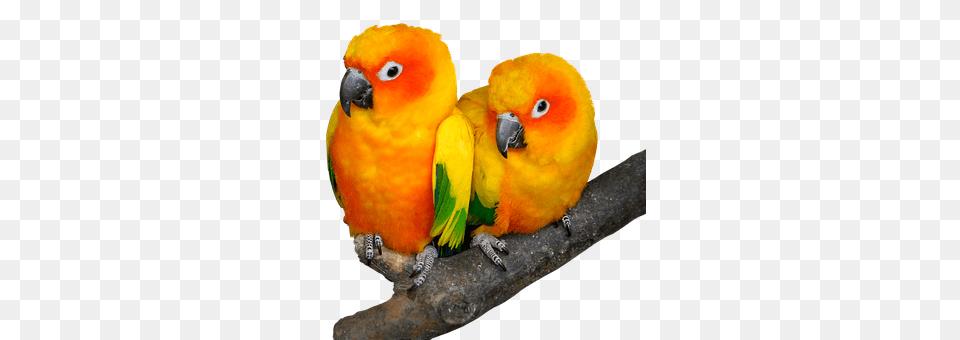 Parrot Animal, Bird, Parakeet Png Image