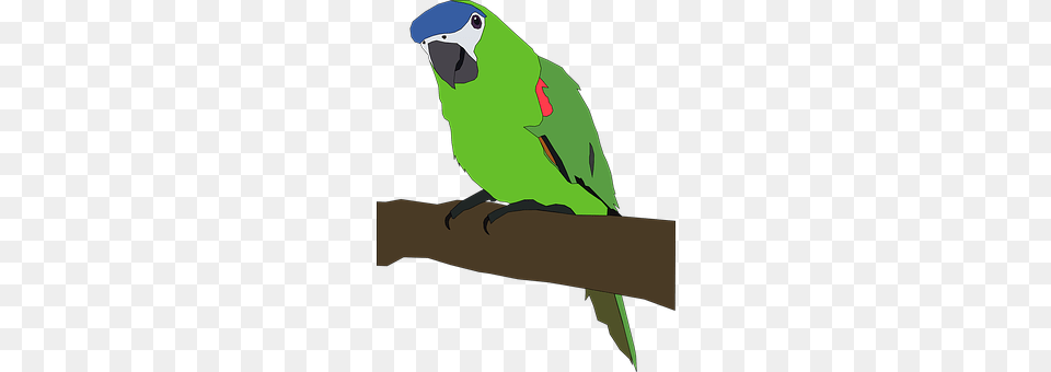 Parrot Animal, Bird, Parakeet, Person Free Png