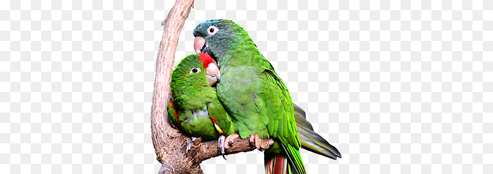 Parrot Animal, Bird, Parakeet Png