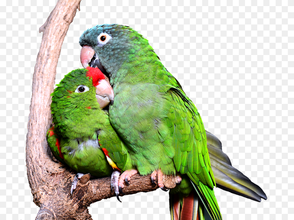 Parrot Animal, Bird, Parakeet Free Png