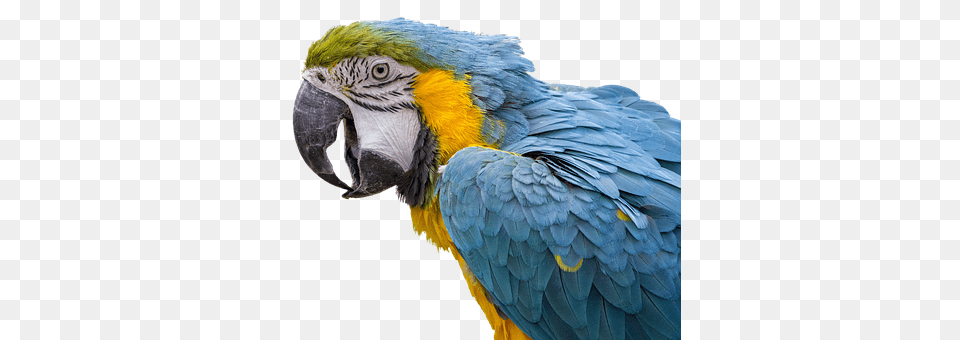 Parrot Animal, Bird, Macaw Free Transparent Png