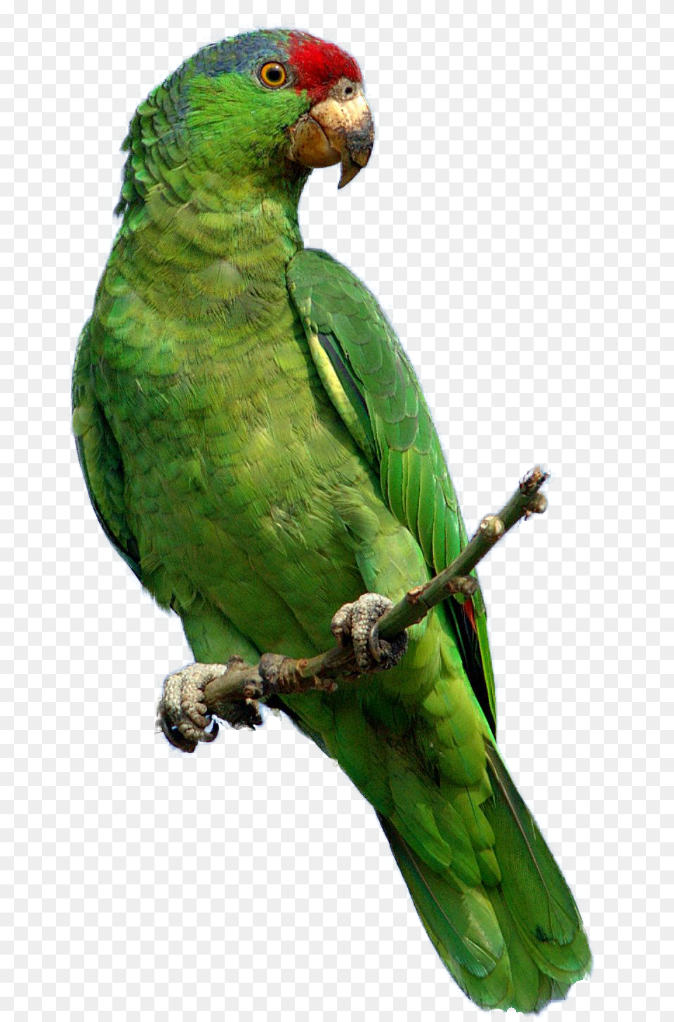 Parrot, Animal, Bird Png Image