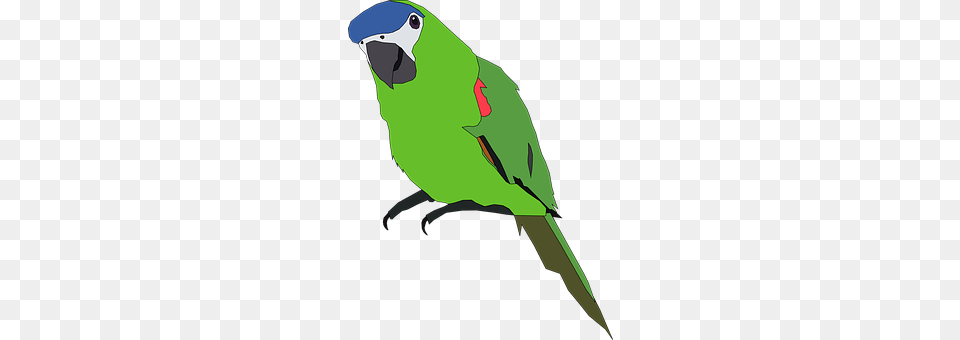 Parrot Animal, Bird, Parakeet, Person Free Png
