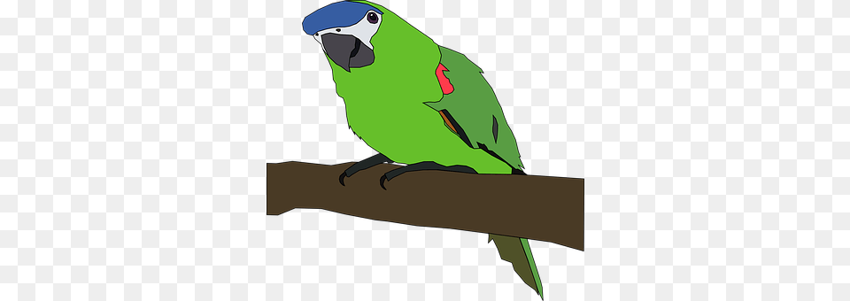 Parrot Animal, Bird, Parakeet, Adult Png