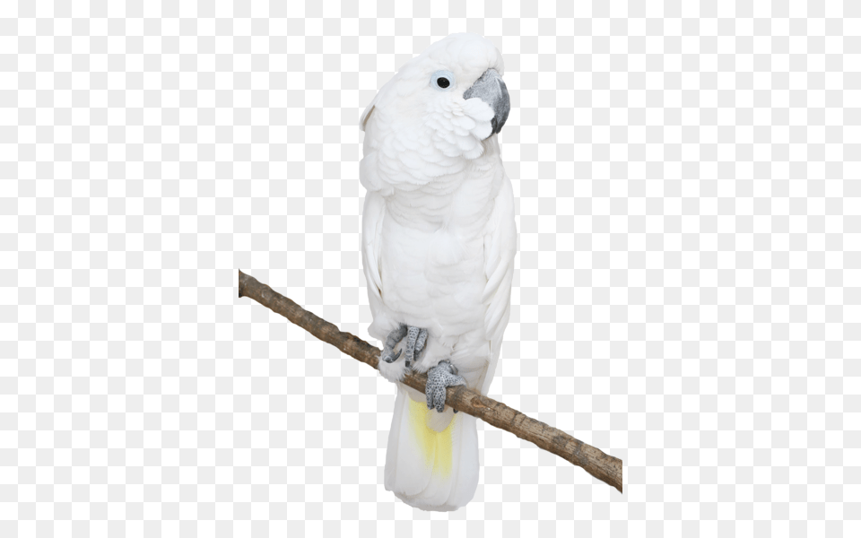 Parrot, Animal, Bird, Cockatoo Png