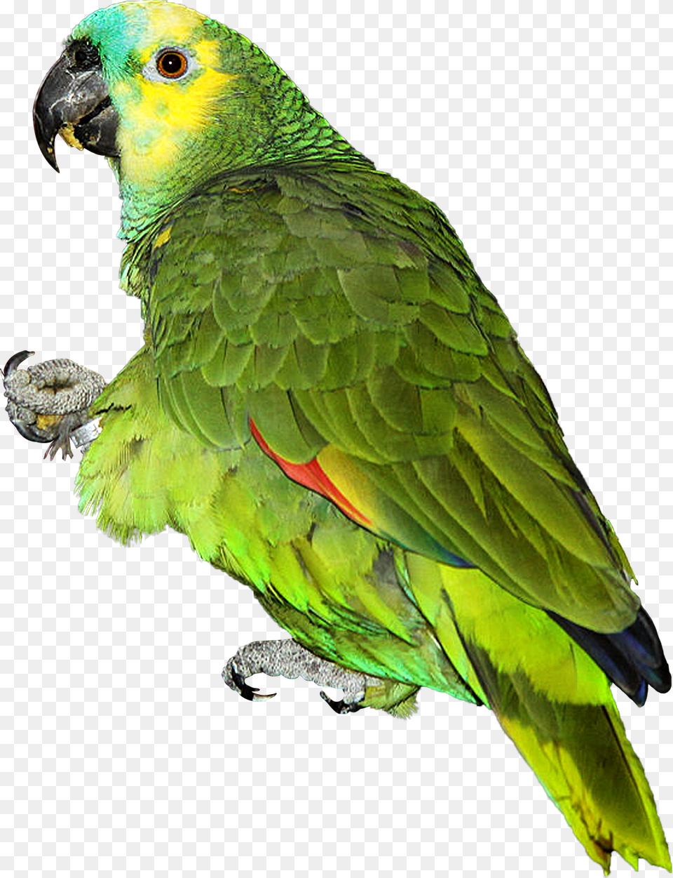 Parrot, Animal, Bird Free Png Download