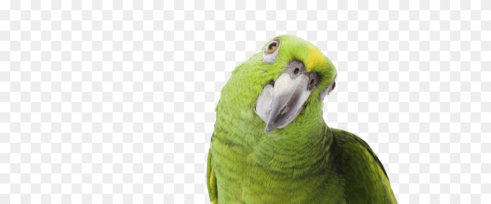 Parrot, Animal, Bird Png Image