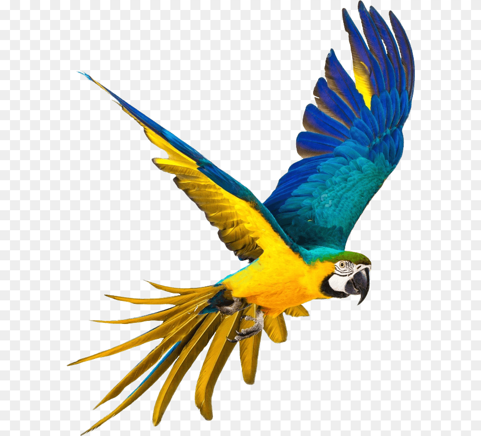 Parrot, Animal, Bird, Macaw Free Png