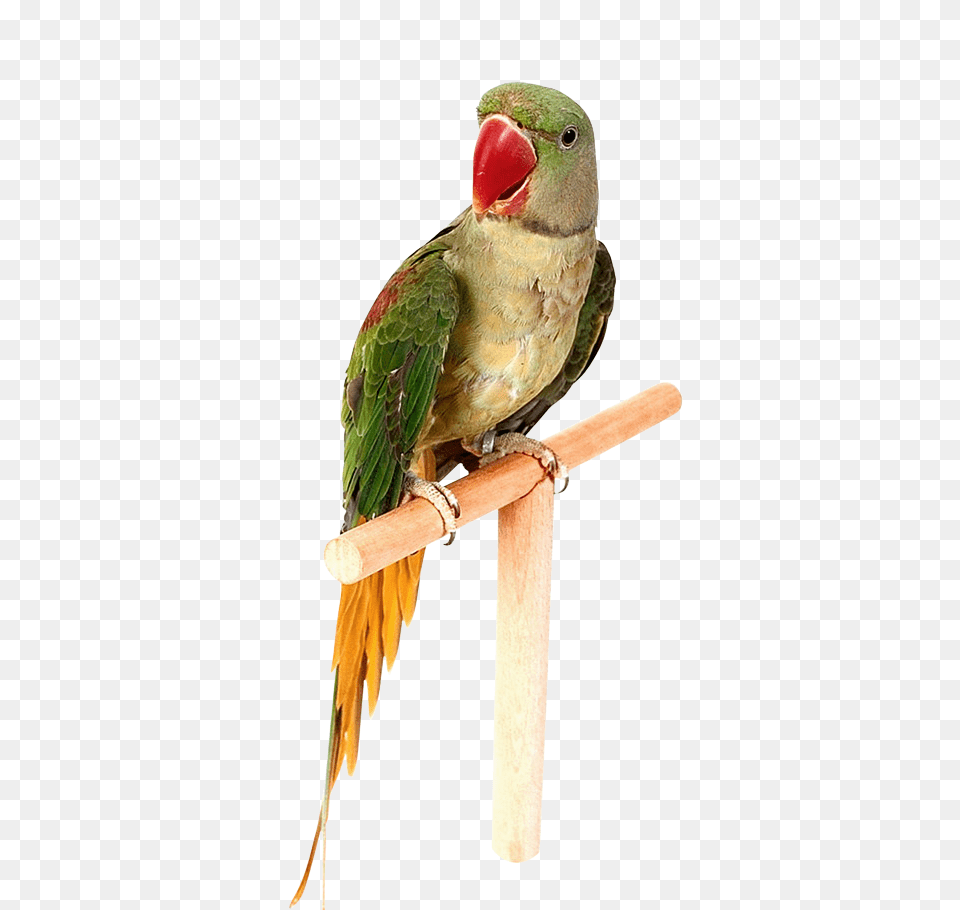 Parrot, Animal, Bird, Parakeet Free Png Download