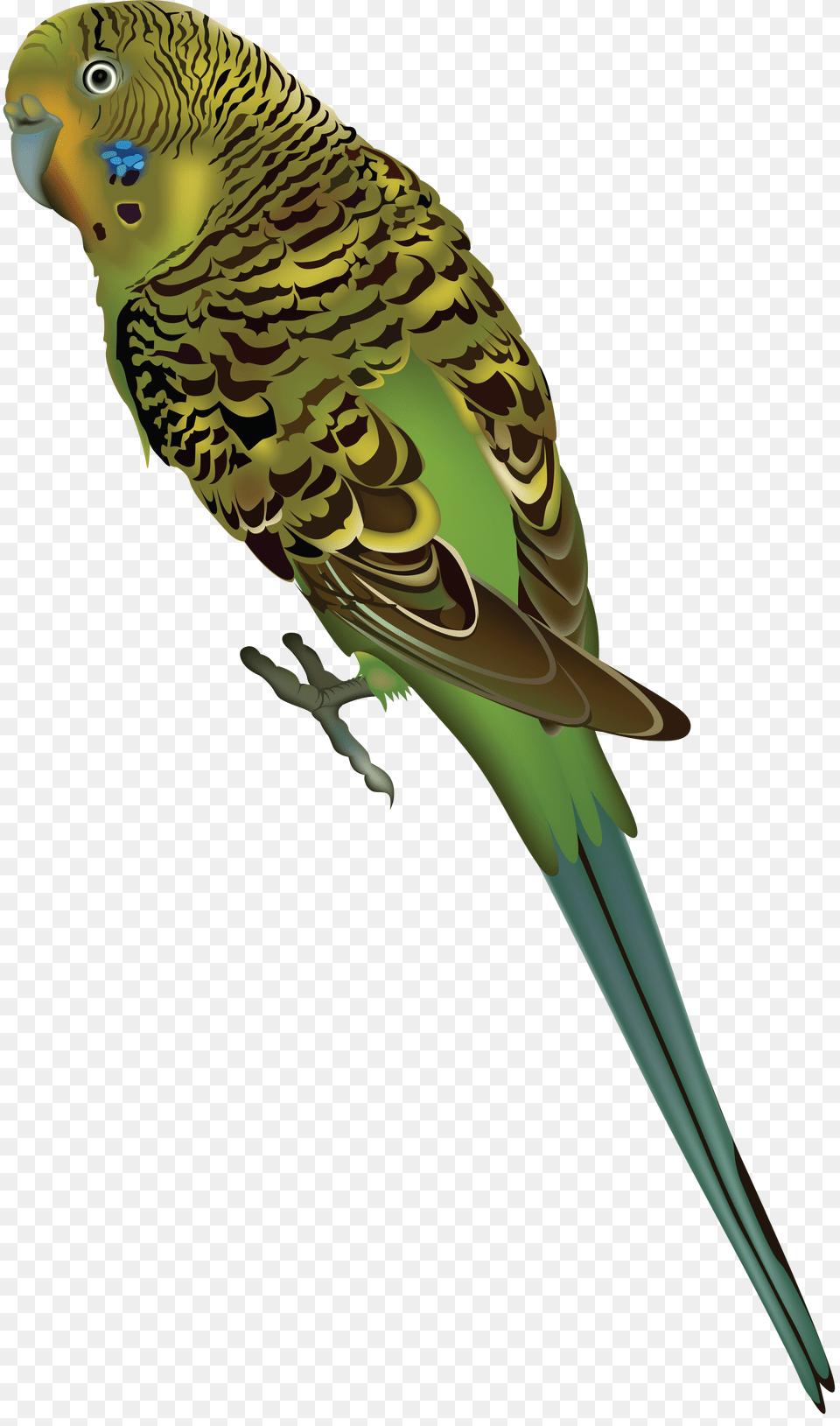 Parrot, Animal, Bird, Parakeet Png