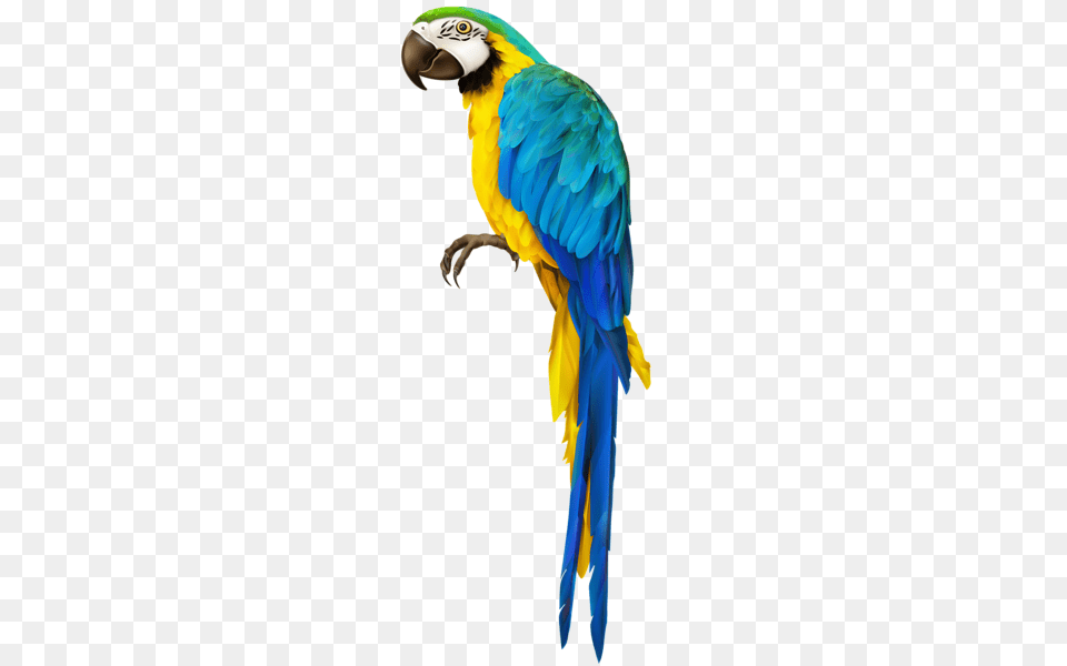 Parrot, Animal, Bird, Macaw Png