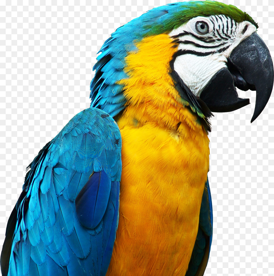 Parrot, Animal, Bird, Macaw Free Transparent Png