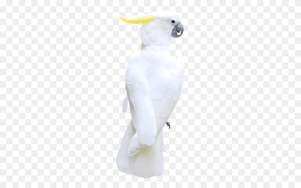 Parrot, Animal, Bird, Cockatoo Png Image