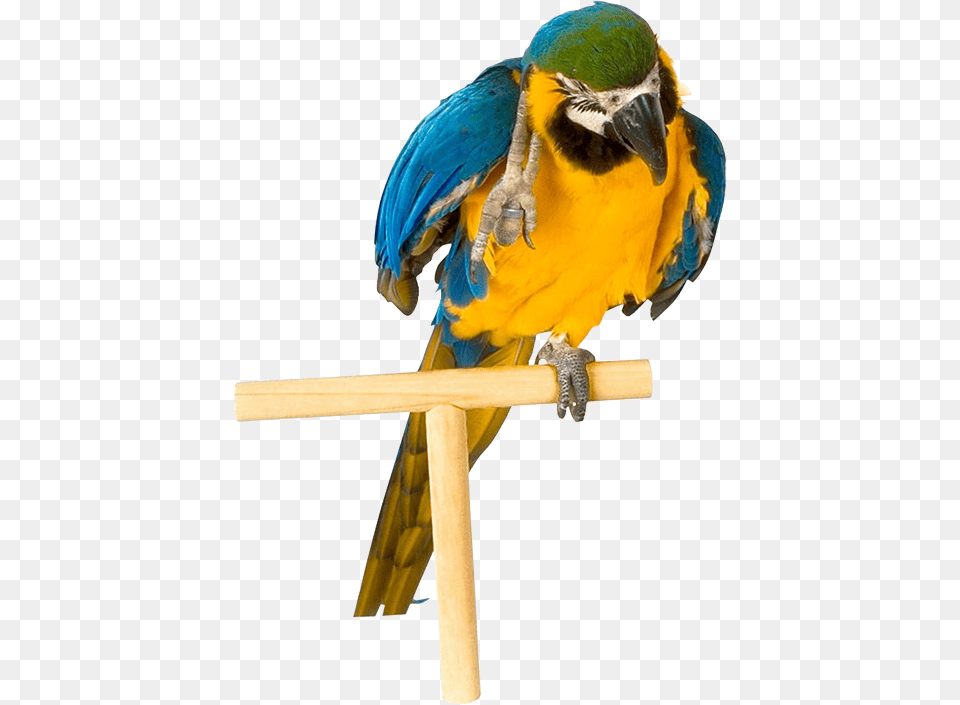 Parrot, Animal, Bird, Macaw Free Transparent Png