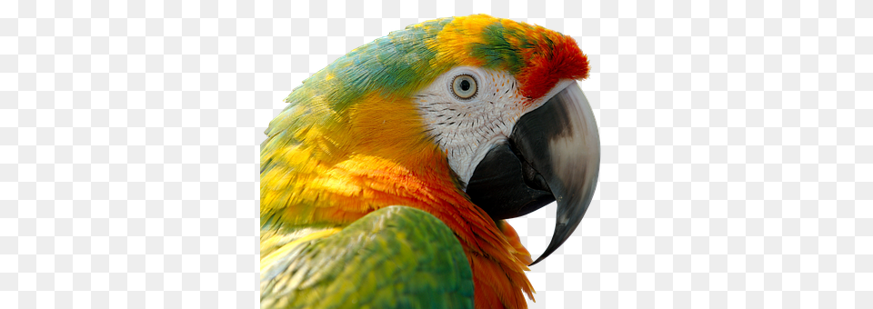 Parrot, Animal, Bird, Macaw, Beak Free Png