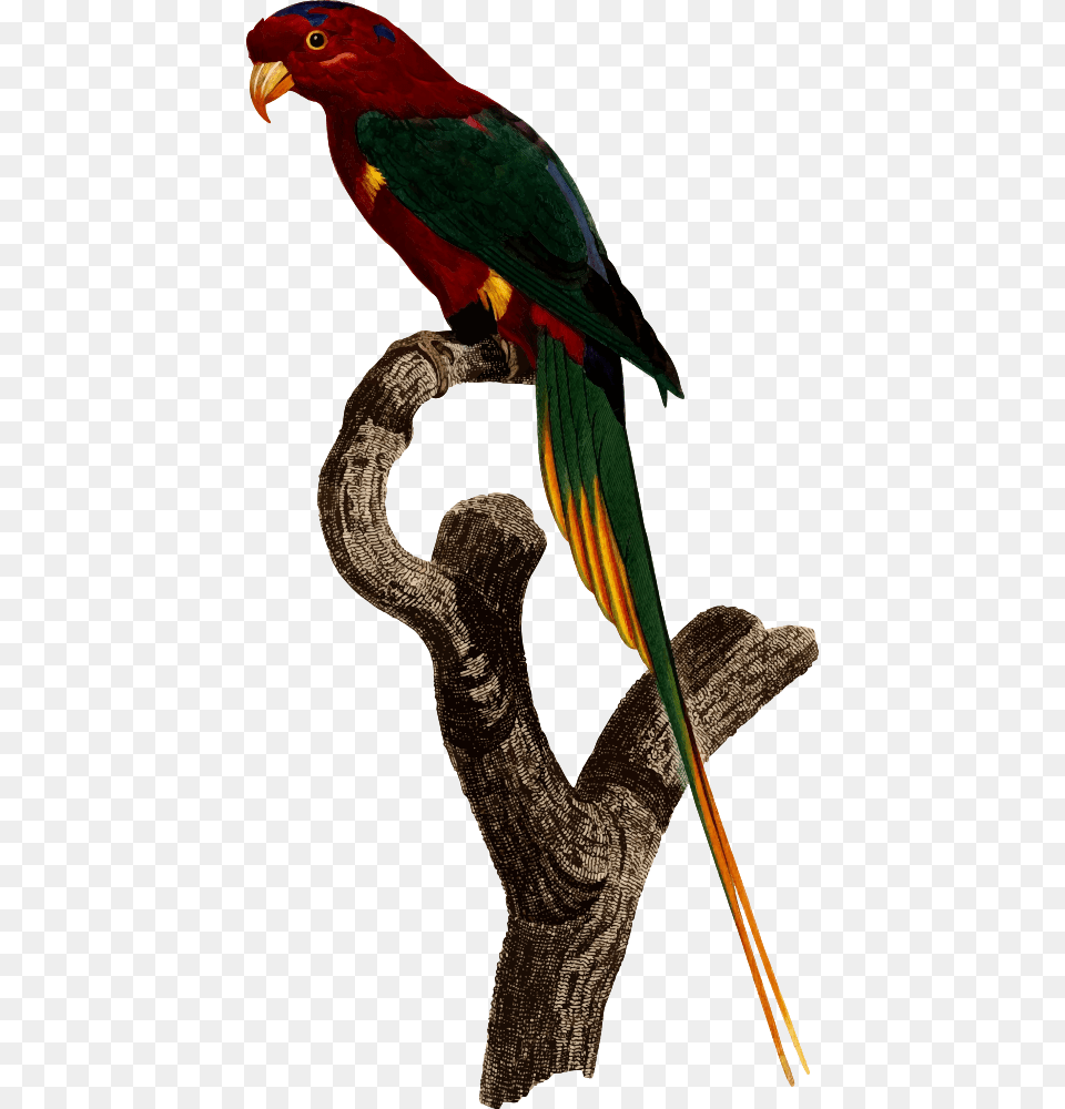 Parrot, Animal, Bird, Macaw Free Transparent Png