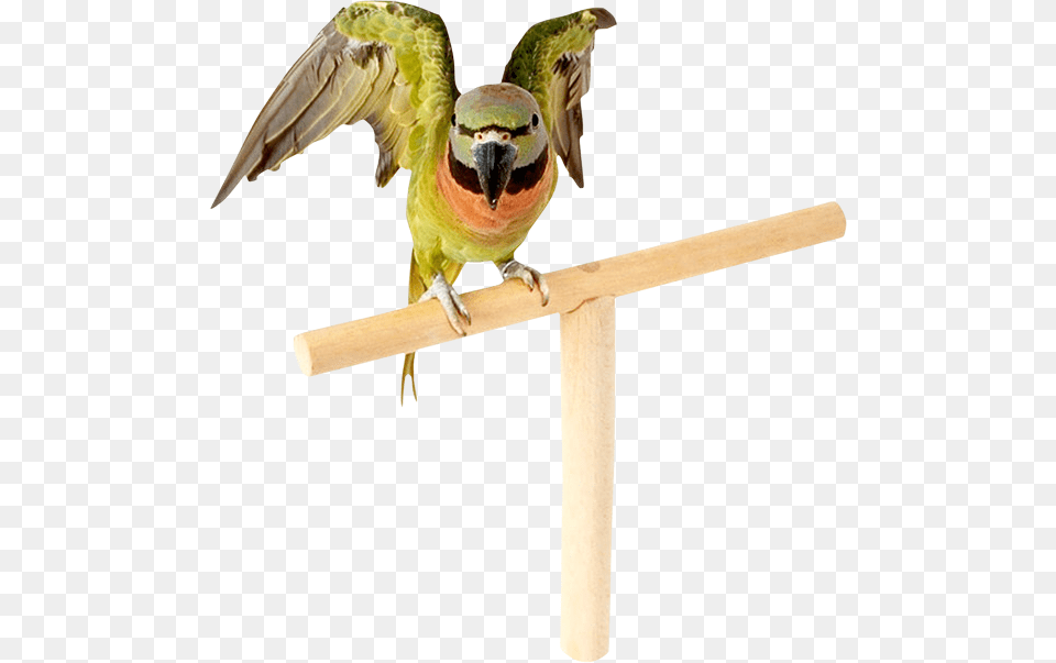 Parrot, Animal, Beak, Bird, Bee Eater Png