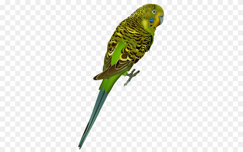 Parrot, Animal, Bird, Parakeet Free Transparent Png