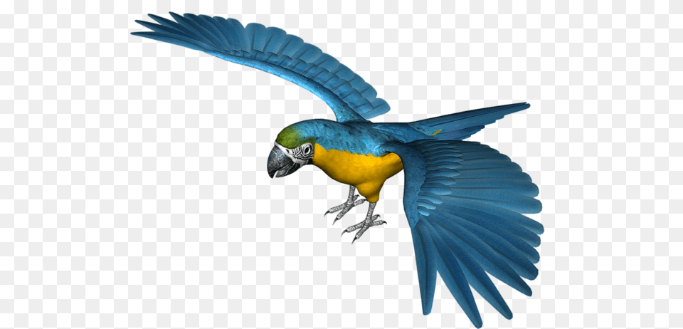 Parrot, Animal, Bird, Macaw Free Transparent Png