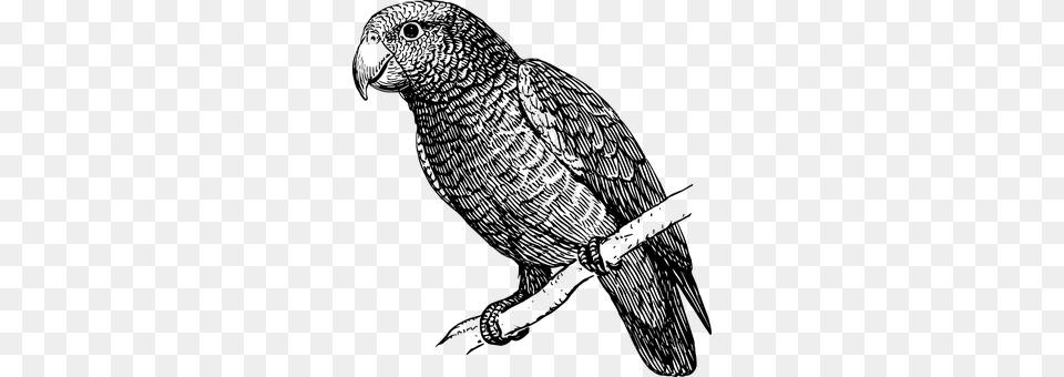 Parrot Gray Free Png