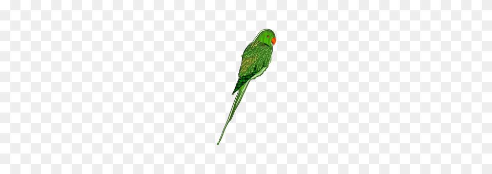 Parrot Animal, Bird, Parakeet, Smoke Pipe Free Transparent Png