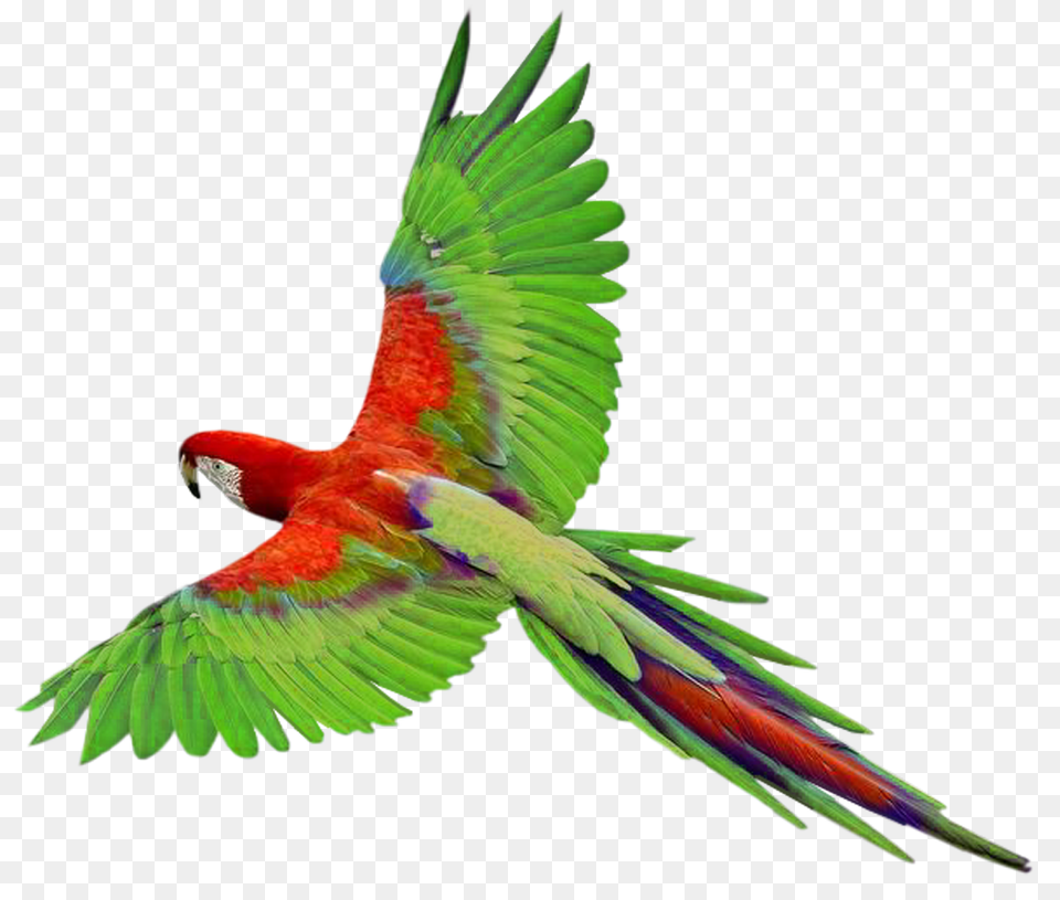 Parrot, Animal, Bird, Macaw Free Png Download