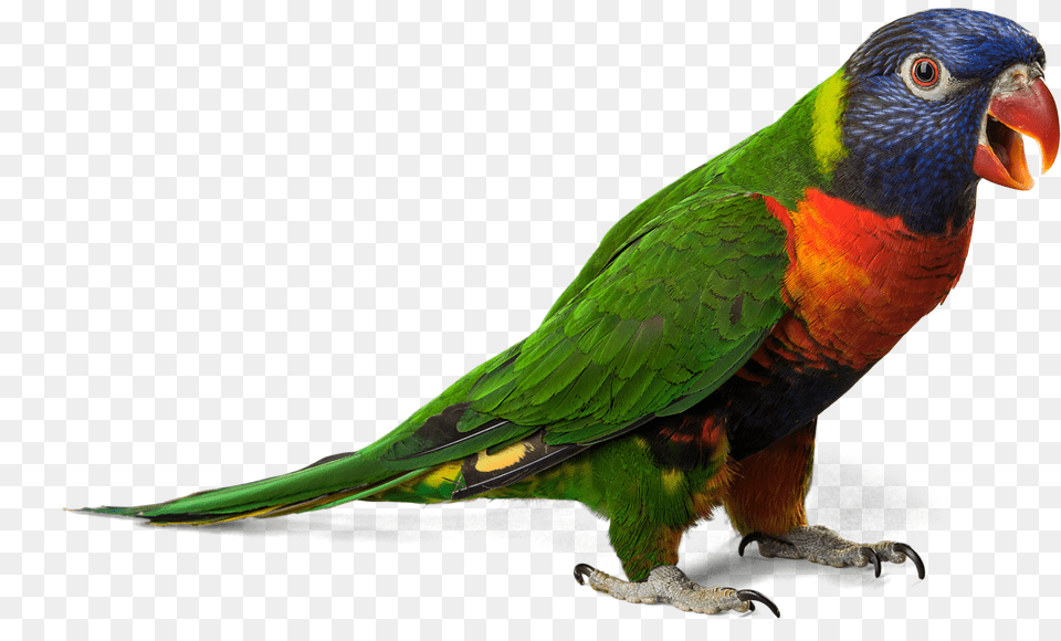 Parrot, Animal, Bird, Parakeet, Beak Png