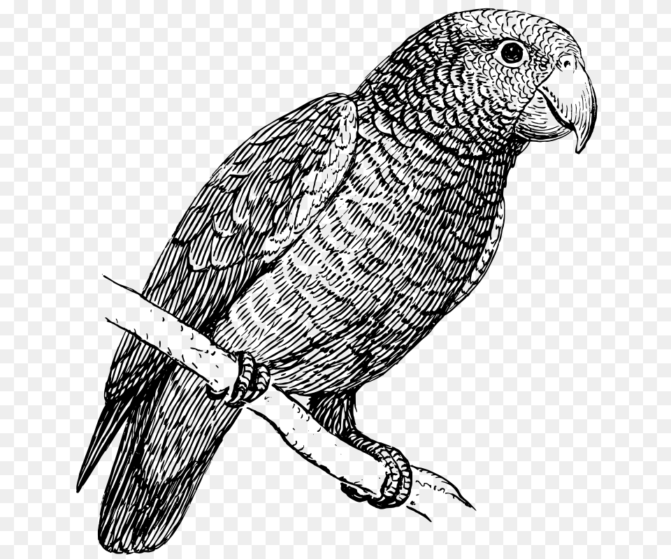 Parrot, Gray Png