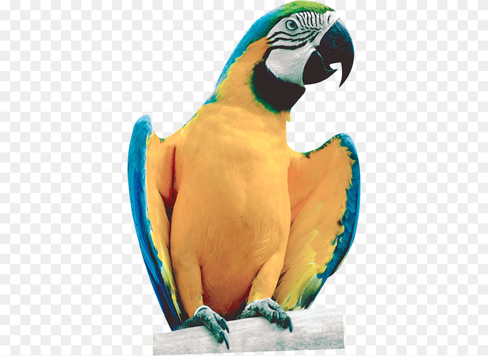Parrot, Animal, Bird, Macaw, Clothing Png