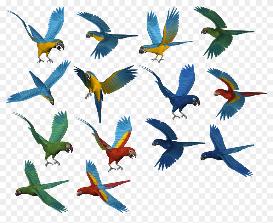 Parrot, Animal, Bird, Flying Free Png Download