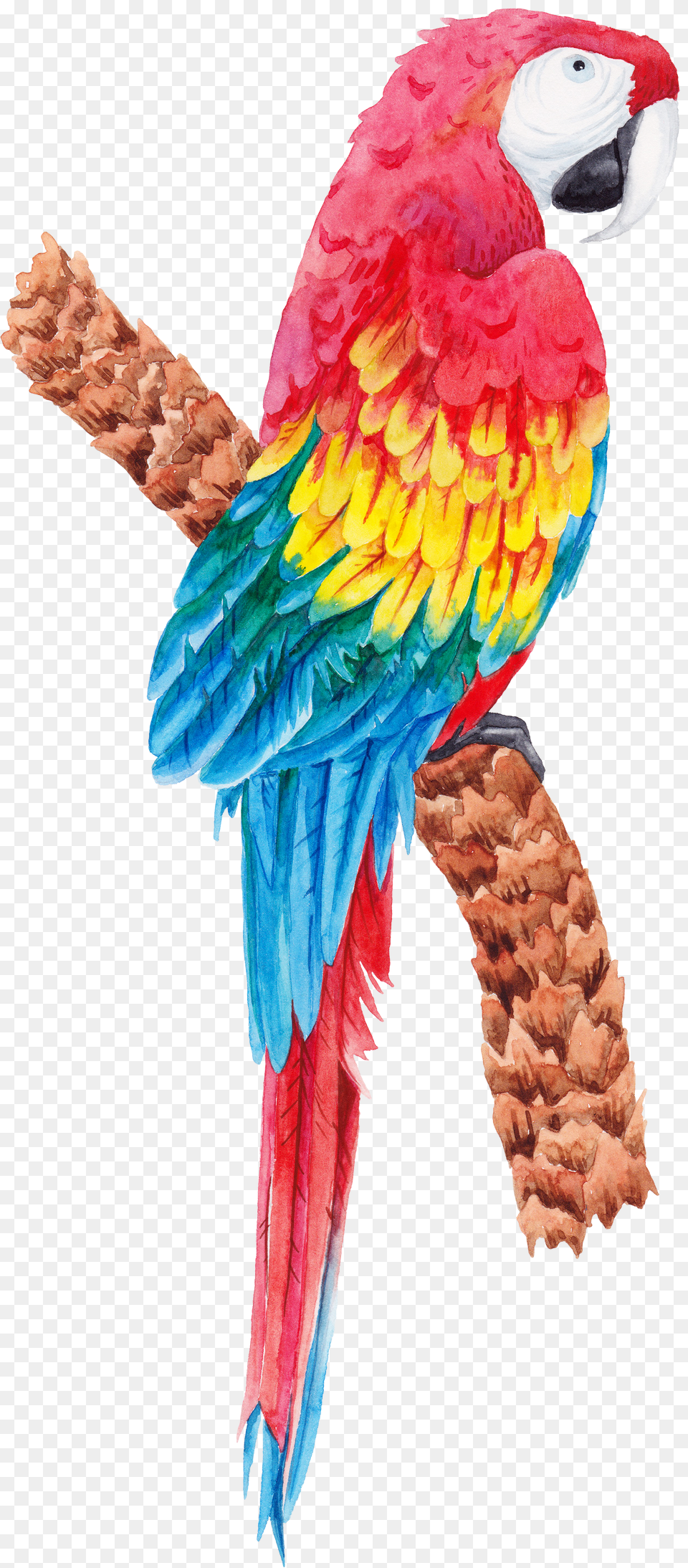 Parrot, Camera, Electronics Free Png