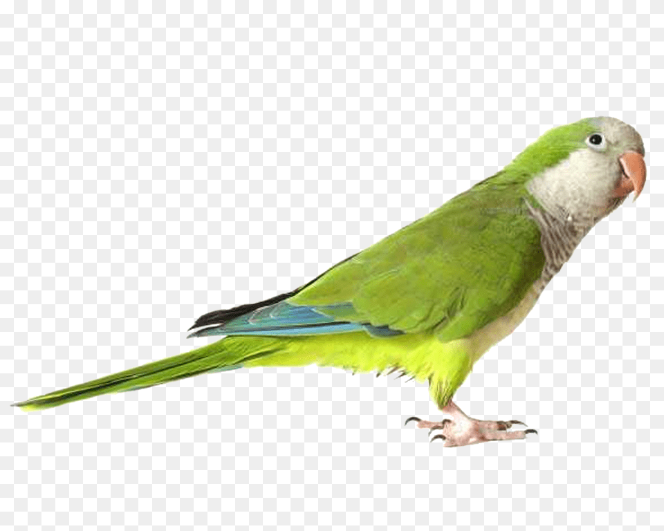 Parrot, Animal, Bird, Parakeet Png Image