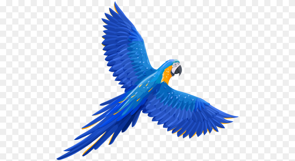 Parrot, Animal, Bird, Macaw Png Image