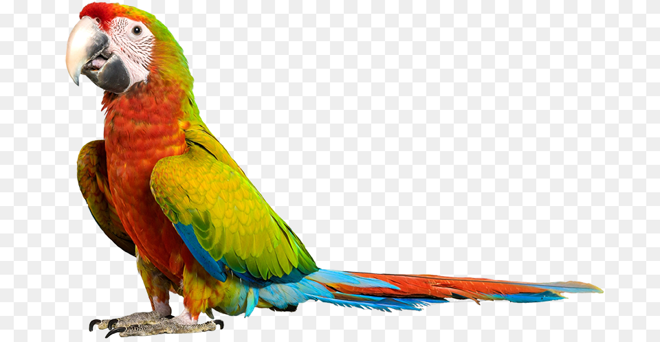 Parrot, Animal, Bird, Macaw Free Transparent Png