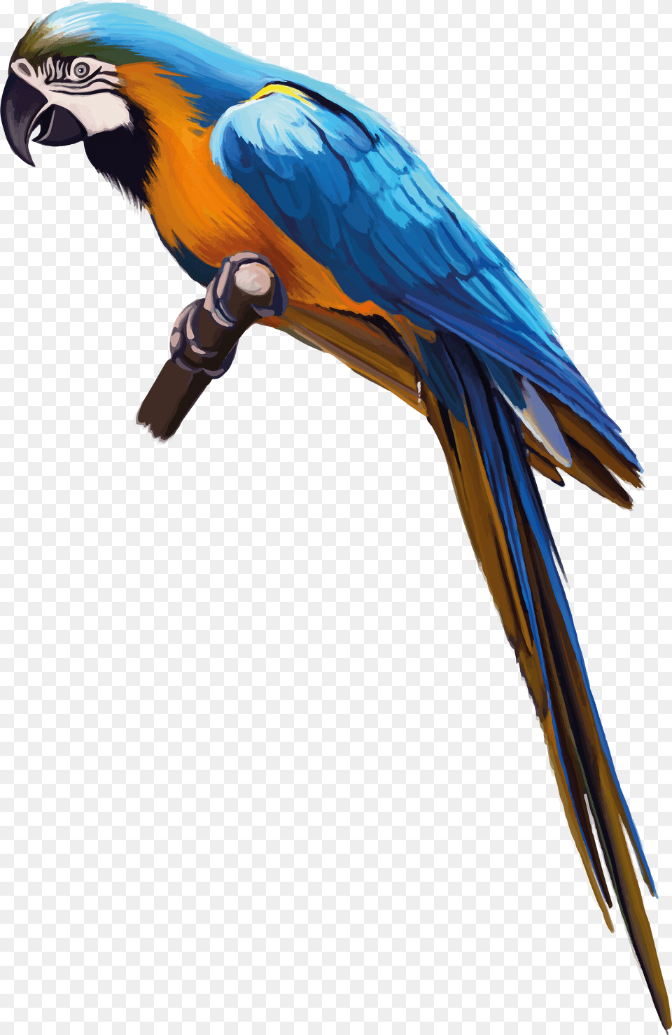 Parrot, Animal, Bird, Macaw Free Png Download