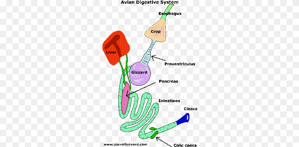 Parrot Anatomy Cockatiel Icon, Racket, Badminton, Person, Sport Free Transparent Png