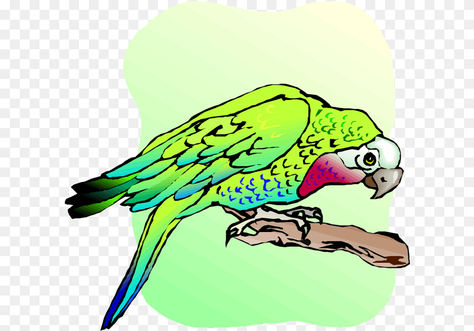 Parrot And Macaw Clipart Budgie, Animal, Adult, Female, Person Free Transparent Png