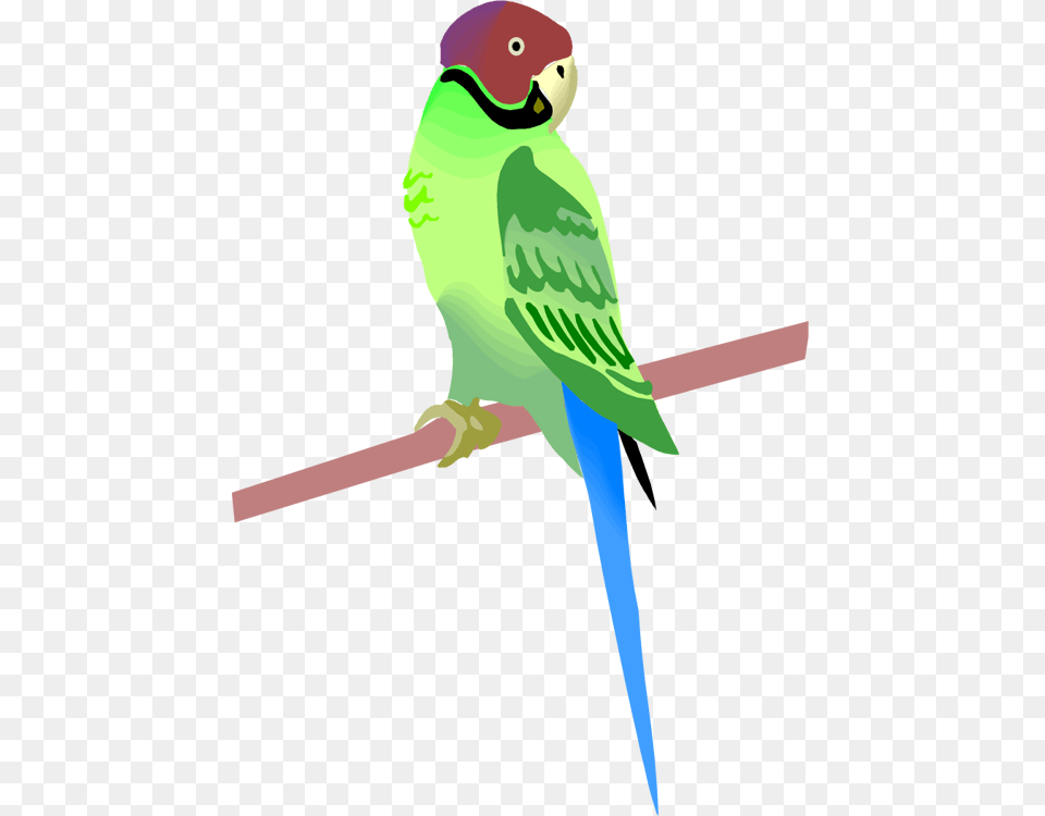 Parrot And Macaw Clipart Clip Art, Animal, Bird, Parakeet Png Image