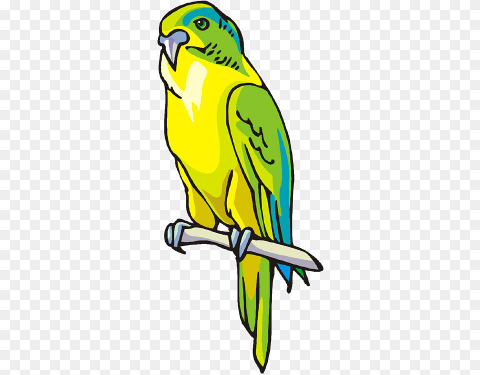 Parrot And Macaw Clipart Green And Yellow Parrot Clip Art, Animal, Bird, Parakeet, Baby Free Transparent Png