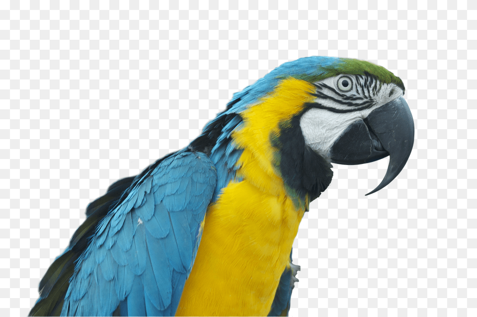 Parrot Ara Bird Colorful Papaan, Animal, Macaw Free Png