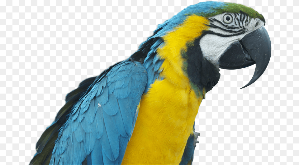 Parrot Ara Bird Colorful Plumage Transparent Pappagallo, Animal, Macaw Png Image